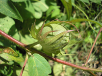 pianta cotone